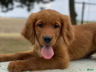 Mixed Breed dogs Ranger - Ad 29