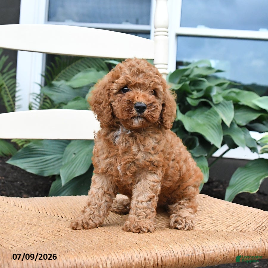 Toy Poodle dogs Nutmeg - Ad 2