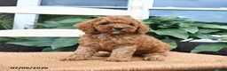 Toy Poodle dogs for sale: Nutmeg - Ad 2