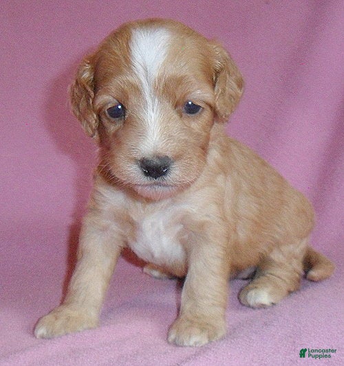 Cockapoo dogs Molly - Ad 2