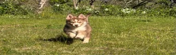 Pomsky dogs for sale: Sunny  - Ad 21