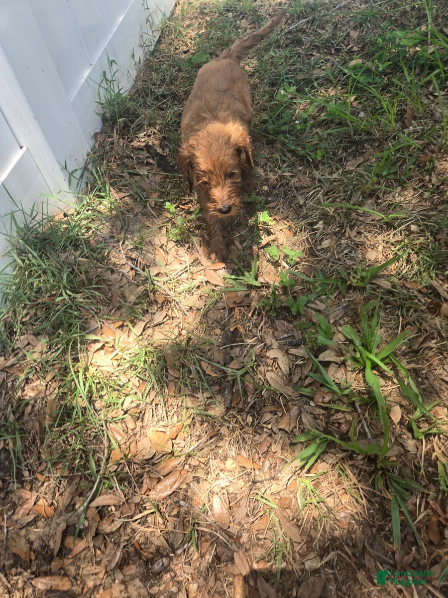 Goldendoodle dogs Daisy - Ad 5
