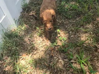 Goldendoodle dogs Daisy - Ad 5