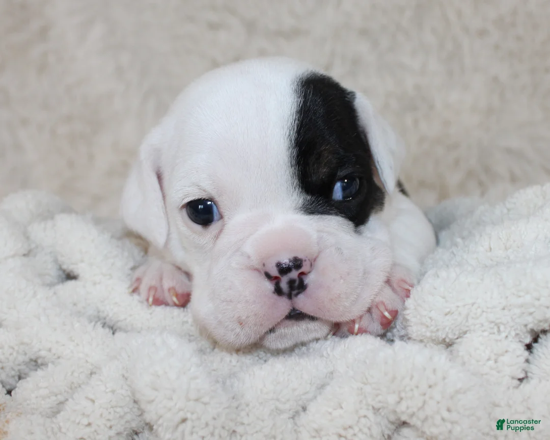 English Bulldog dogs for sale: Marley - Ad 2