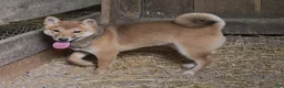 Shiba Inu dogs for sale: Mickey - Ad 3
