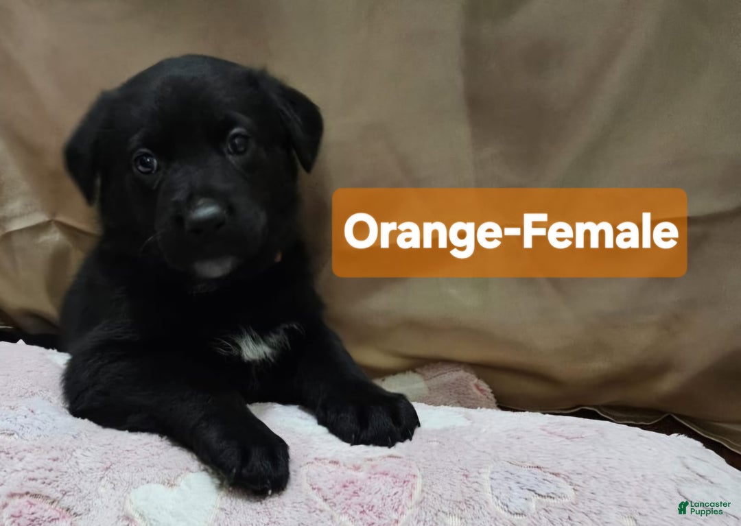 Mixed Breed dogs for sale:  Puppy 1 Orange - Ad 3