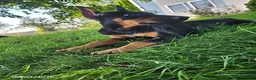 Doberman Pinscher dogs for sale: Kenzie - Ad 7