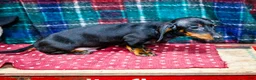 Miniature Dachshund dogs for sale: Yosef - Ad 3