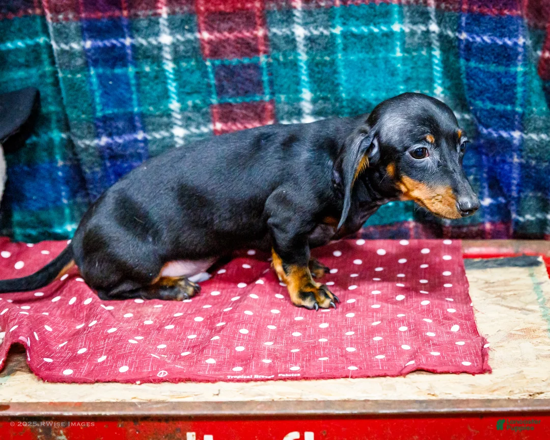 Miniature Dachshund dogs for sale: Yosef - Ad 3