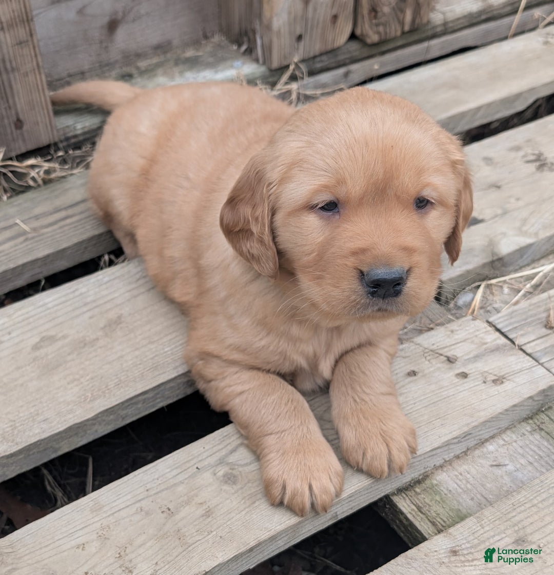 Golden Retriever dogs for sale: Max - Ad 8