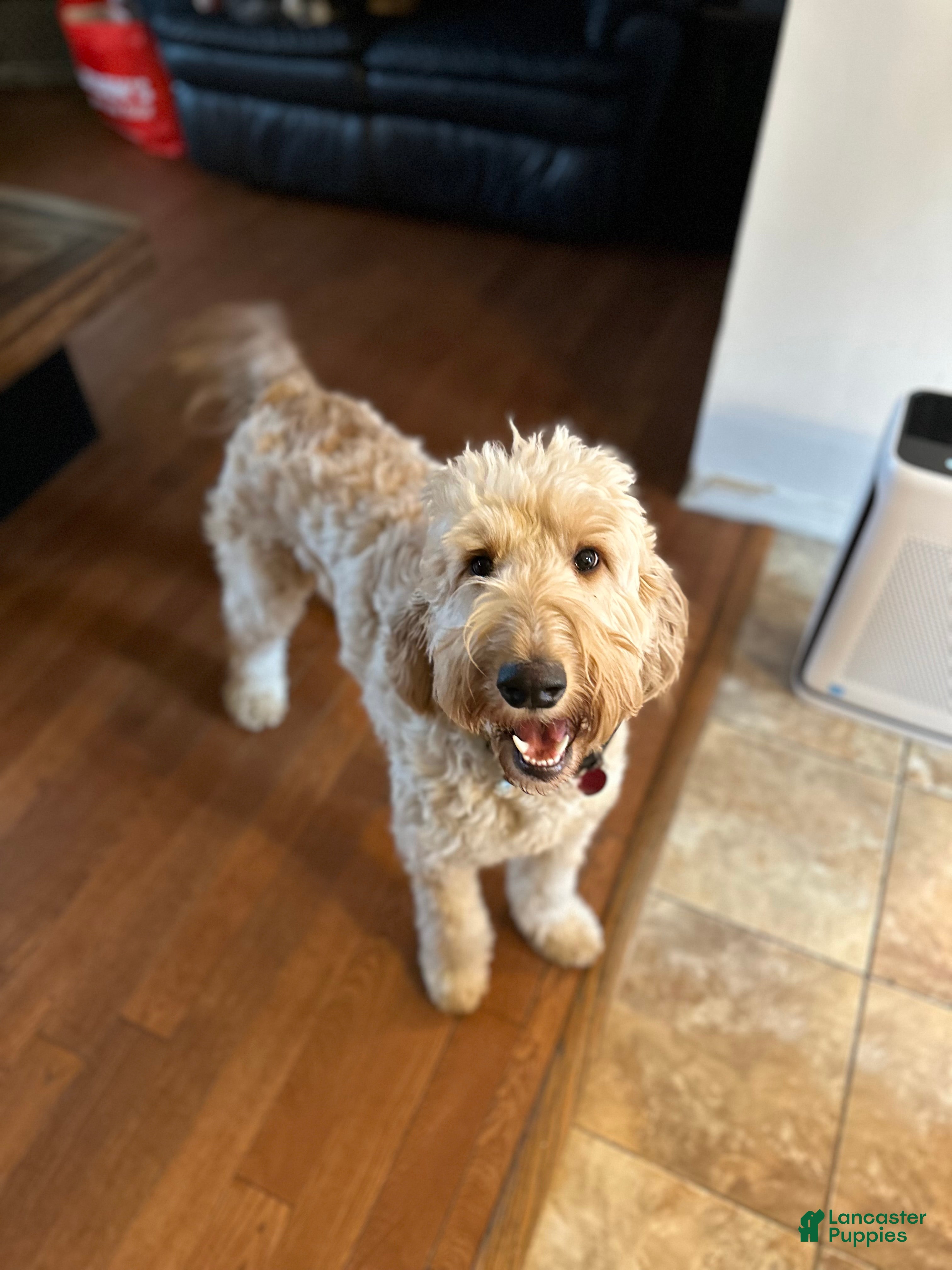 Irish Doodle dogs Irish Doodle Puppy 1 - Ad 14