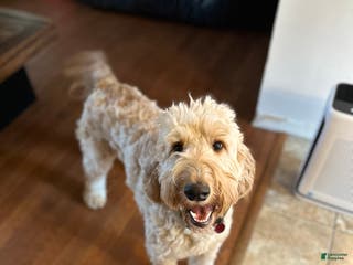 Irish Doodle dogs Irish Doodle Puppy 1 - Ad 7