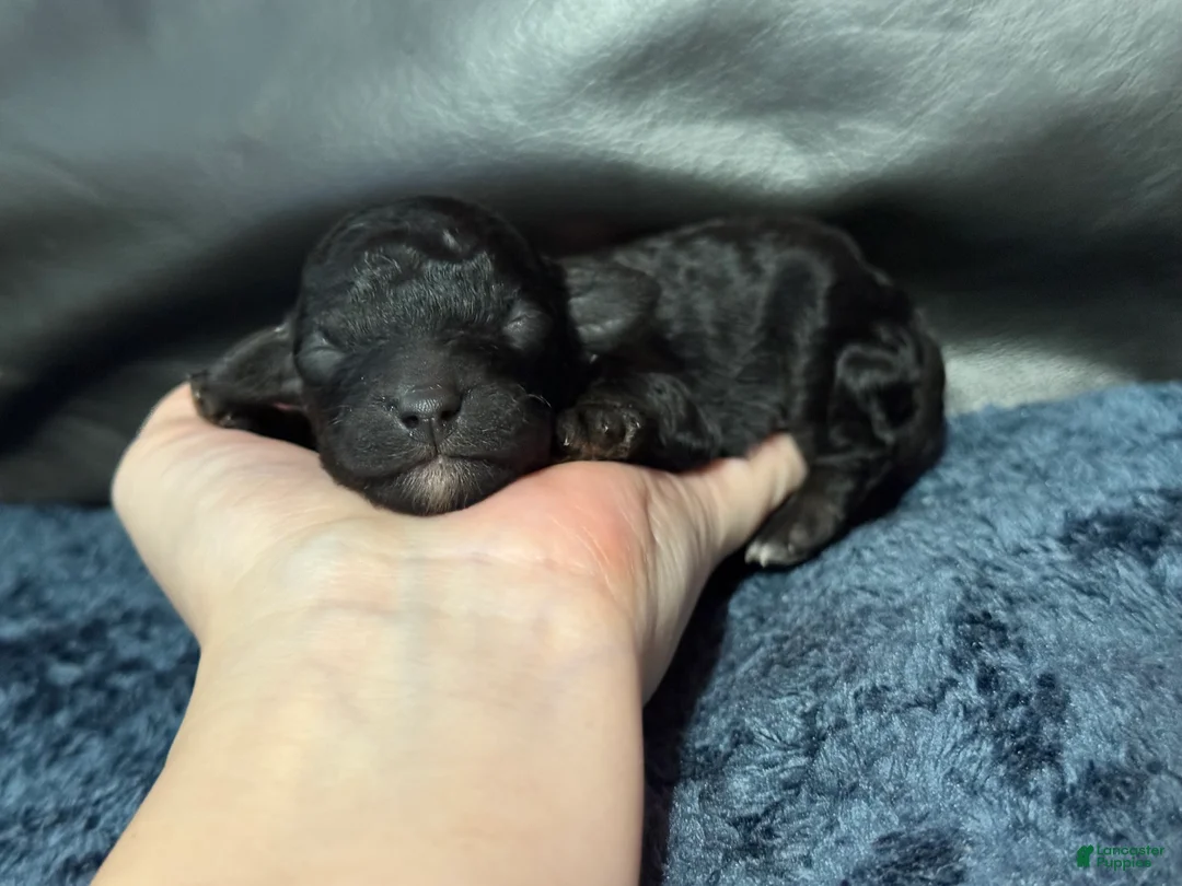 Mini Aussiedoodle dogs for sale: Bean - Ad 1