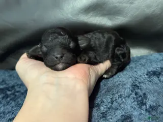 Mini Aussiedoodle dogs Bean - Ad 24