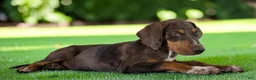 Catahoula Leopard Dog dogs for sale: Gypsie 2026 Female 1 - Ad 3