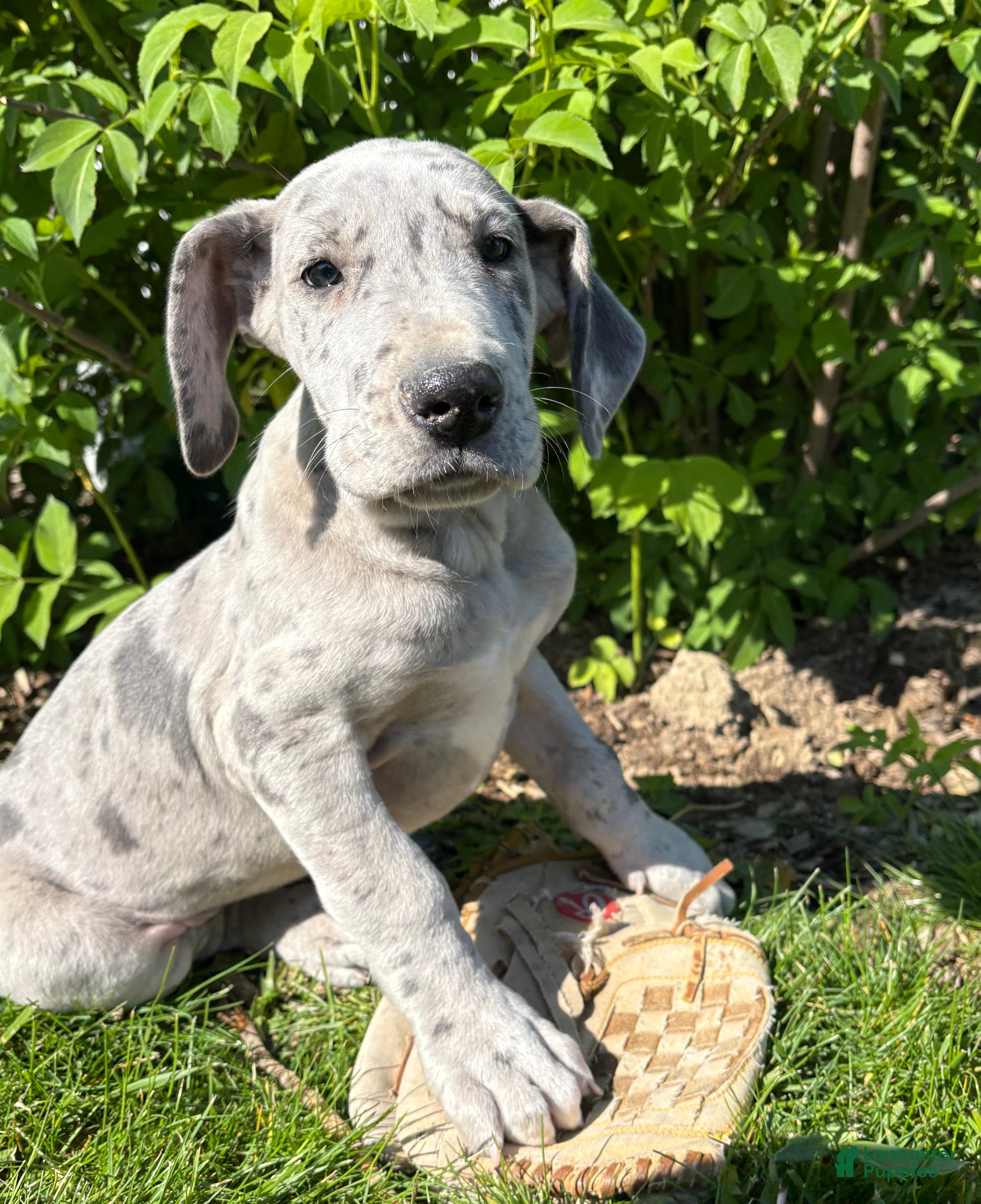 Great Dane dogs Truly - Ad 1