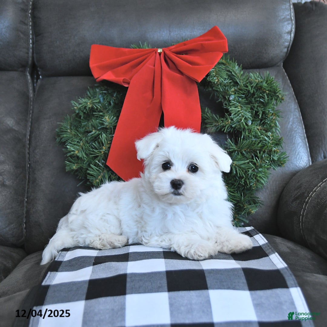 Maltese dogs for sale: Frosty - Ad 5