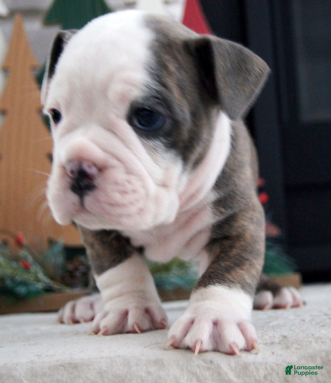 Olde English Bulldogge dogs for sale: Zoe - Ad 3