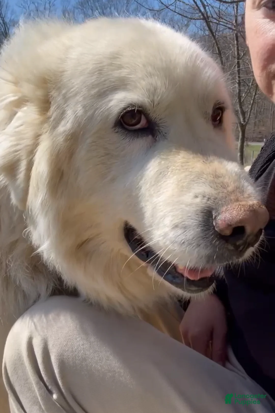 Great Pyrenees dogs for sale: Great Pyrenees Puppy 6 - Ad 2