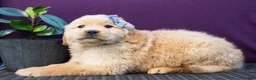 Golden Retriever dogs for sale: Sawyer - Ad 4