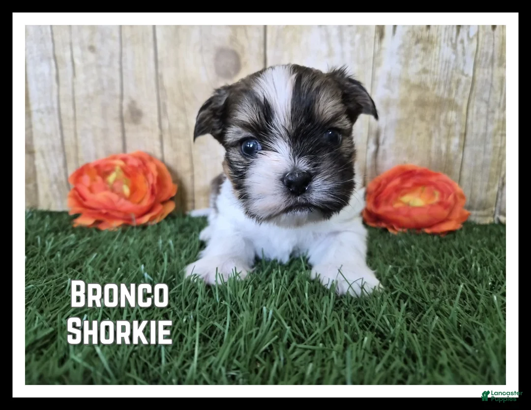 Shorkie dogs for sale: Bronco - Ad 1