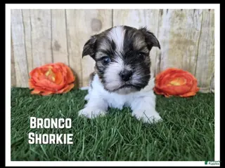 Shorkie dogs Bronco - Ad 10