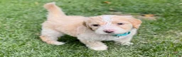 Bernedoodle dogs for sale: Jinx - Ad 2