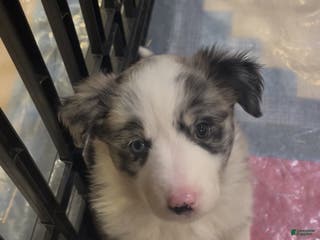 Mixed Breed dogs for sale: Wendy - Ad 3