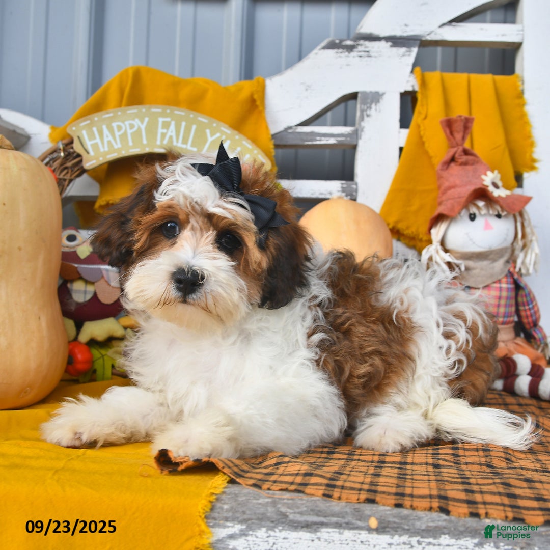 Lhasapoo dogs for sale: Lhasa Poo 3 puppies - Ad 23