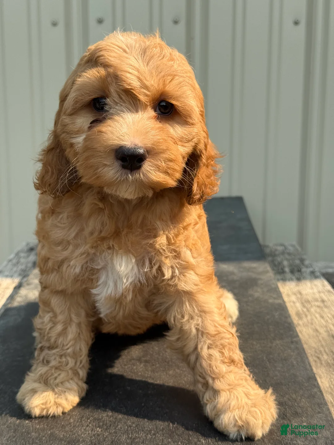 Cockapoo dogs for sale: Callie - Ad 1