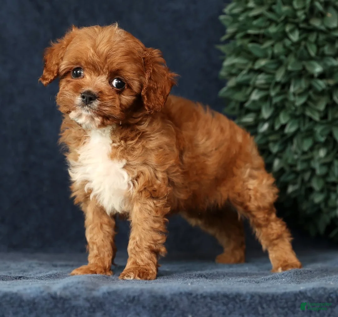 Cavapoo dogs for sale: Iris - Ad 5