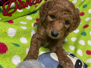 Goldendoodle dogs Donner - Ad 38