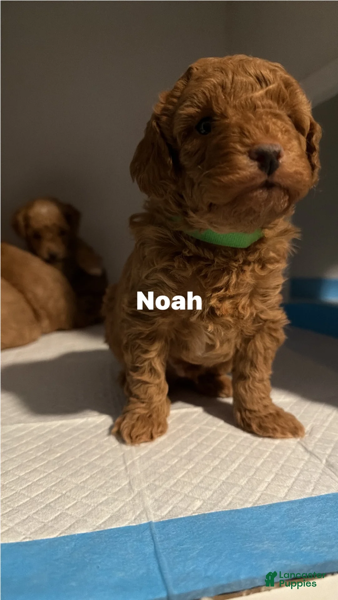 Miniature Poodle dogs for sale: Miniature Poodle Puppy 1 - Ad 4