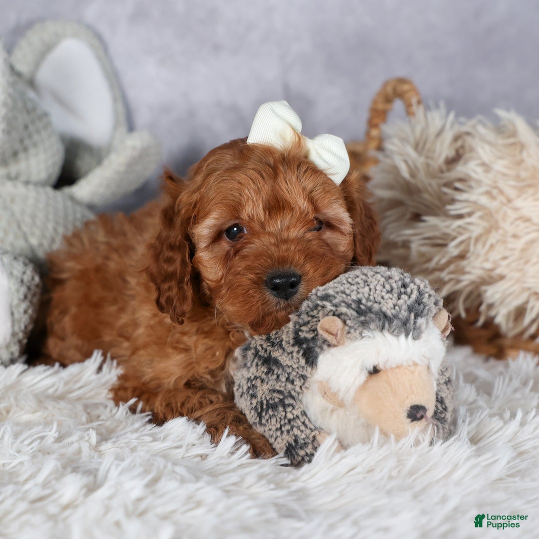 Cavapoo dogs for sale: OREO - Ad 7