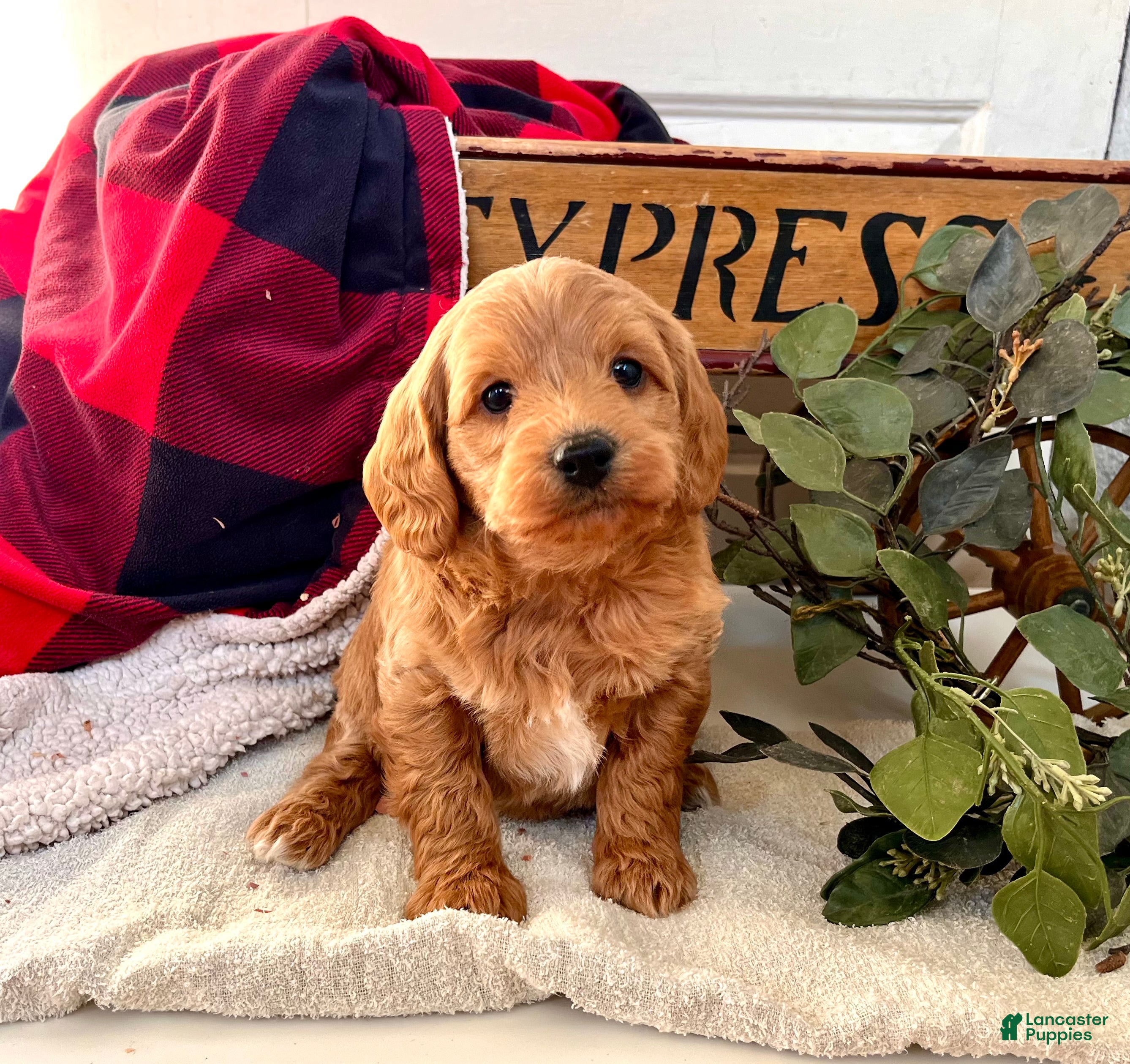 Mixed Breed dogs Lil Eli❤️🐾Call 717-768-7967❤️F1B - Ad 33