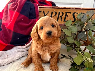 Mixed Breed dogs Lil Eli❤️🐾Call 717-768-7967❤️F1B - Ad 36