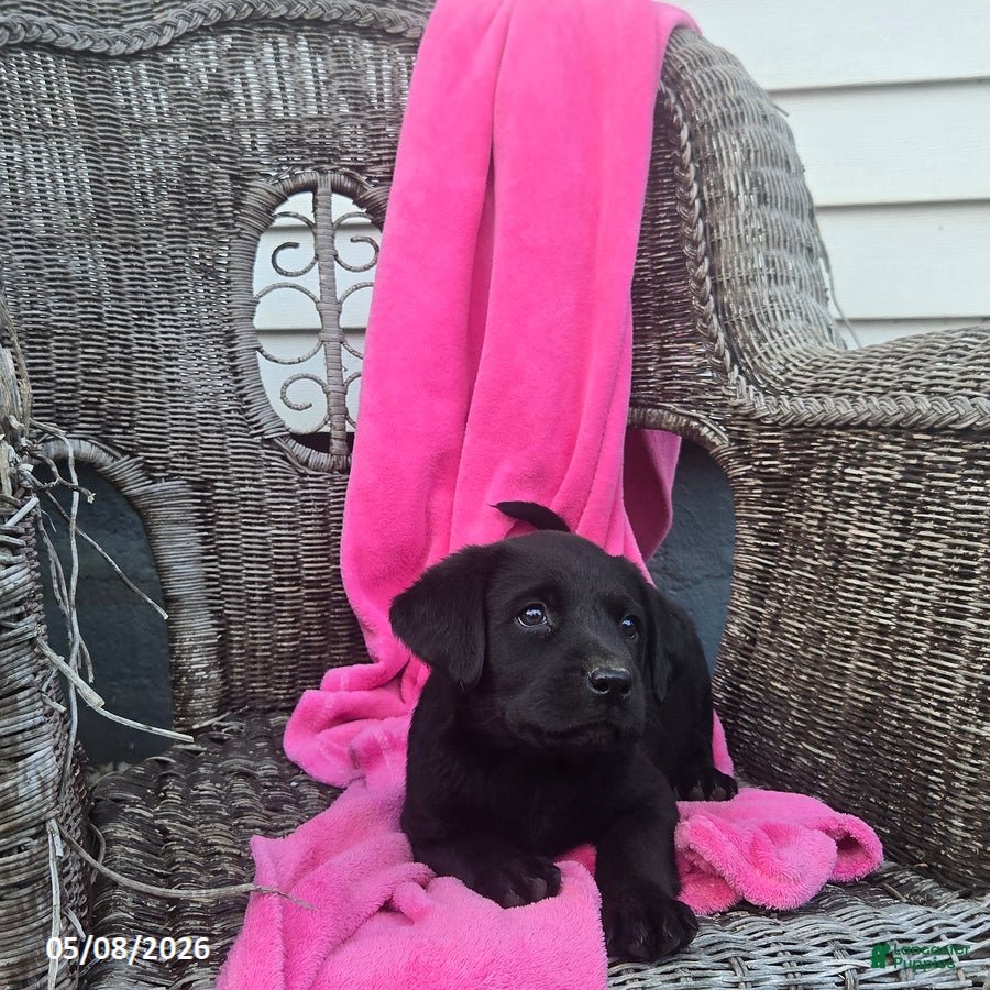 Labrador Retriever dogs Macy - Ad 2