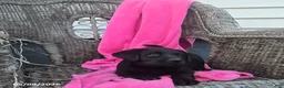 Labrador Retriever dogs for sale: Macy - Ad 2