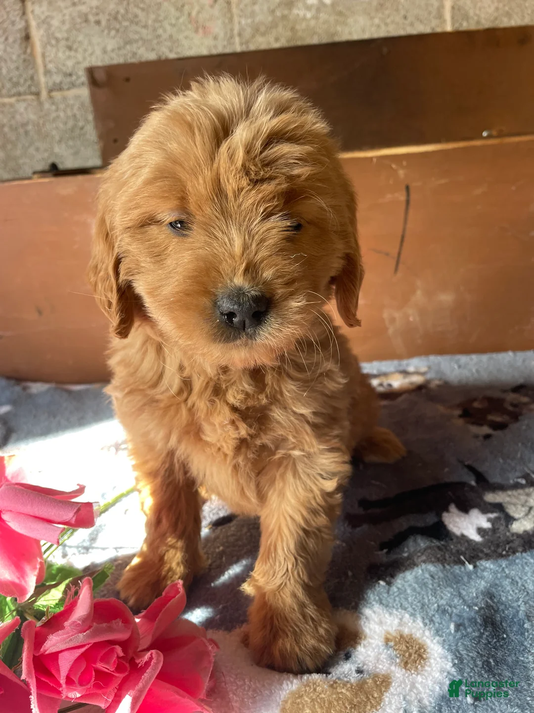 Mini Goldendoodle dogs for sale: Belle - Ad 4