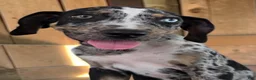 Catahoula Leopard Dog dogs for sale: Tigger 2026 Male 3 - Ad 1