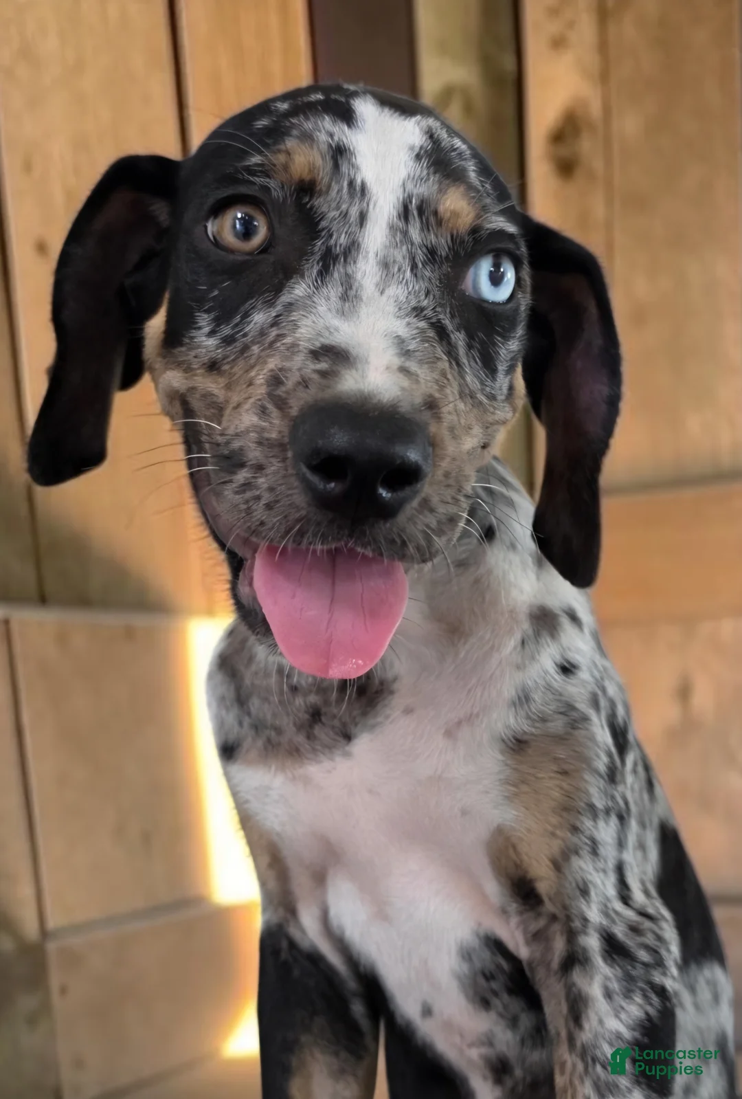 Catahoula Leopard Dog dogs for sale: Tigger 2026 Male 3 - Ad 1