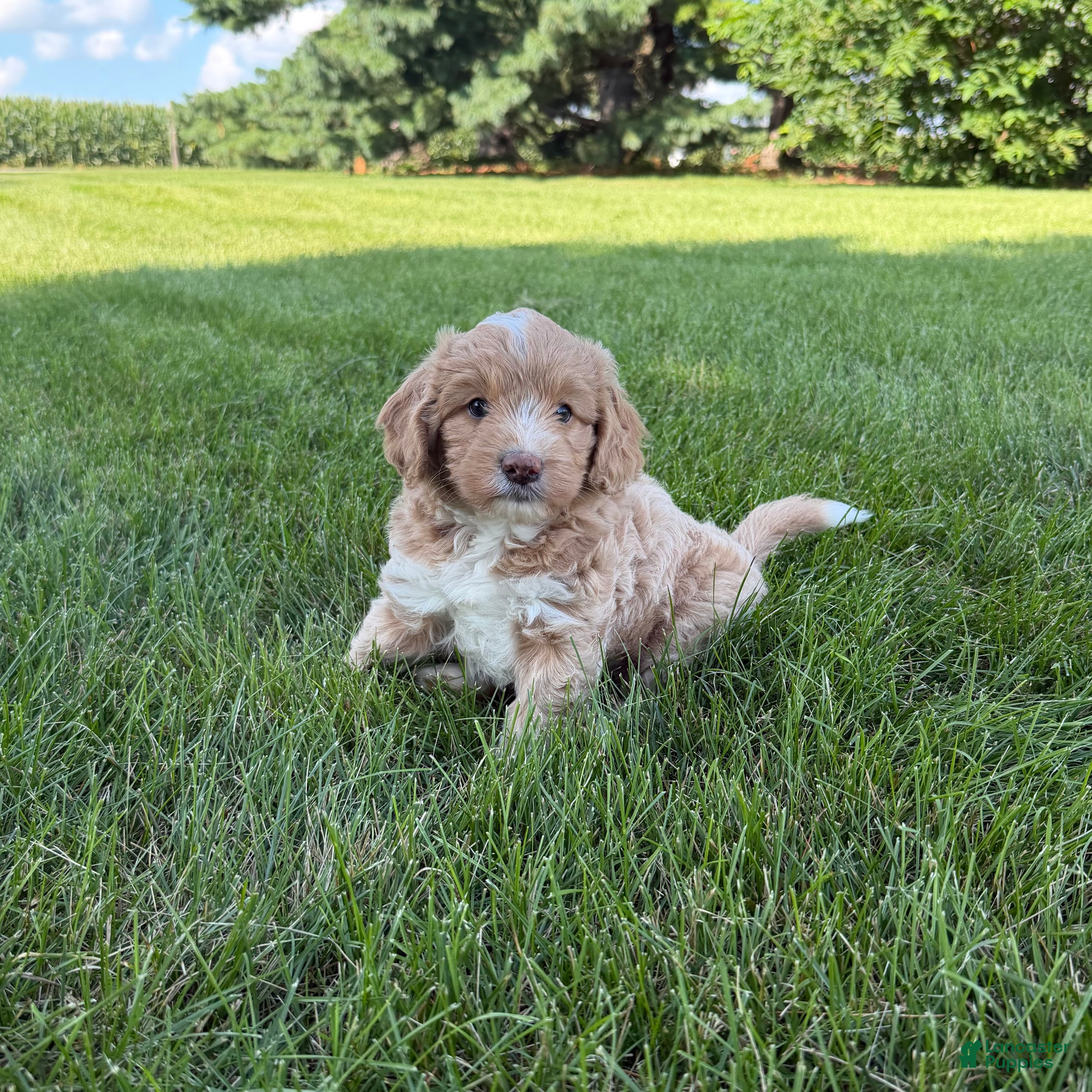 Mini Goldendoodle dogs Angel Mini Goldendoodle  - Ad 1
