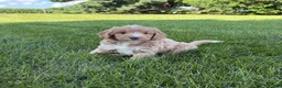 Mini Goldendoodle dogs for sale: Angel Mini Goldendoodle  - Ad 9