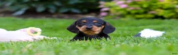 Miniature Dachshund dogs for sale: Anson - Ad 8