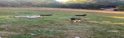 Gerberian Shepsky dogs for sale: Teddy - Ad 12