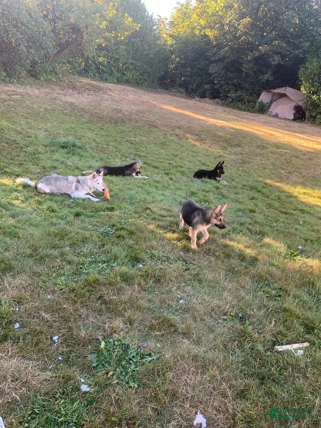 Gerberian Shepsky dogs for sale: Teddy - Ad 12
