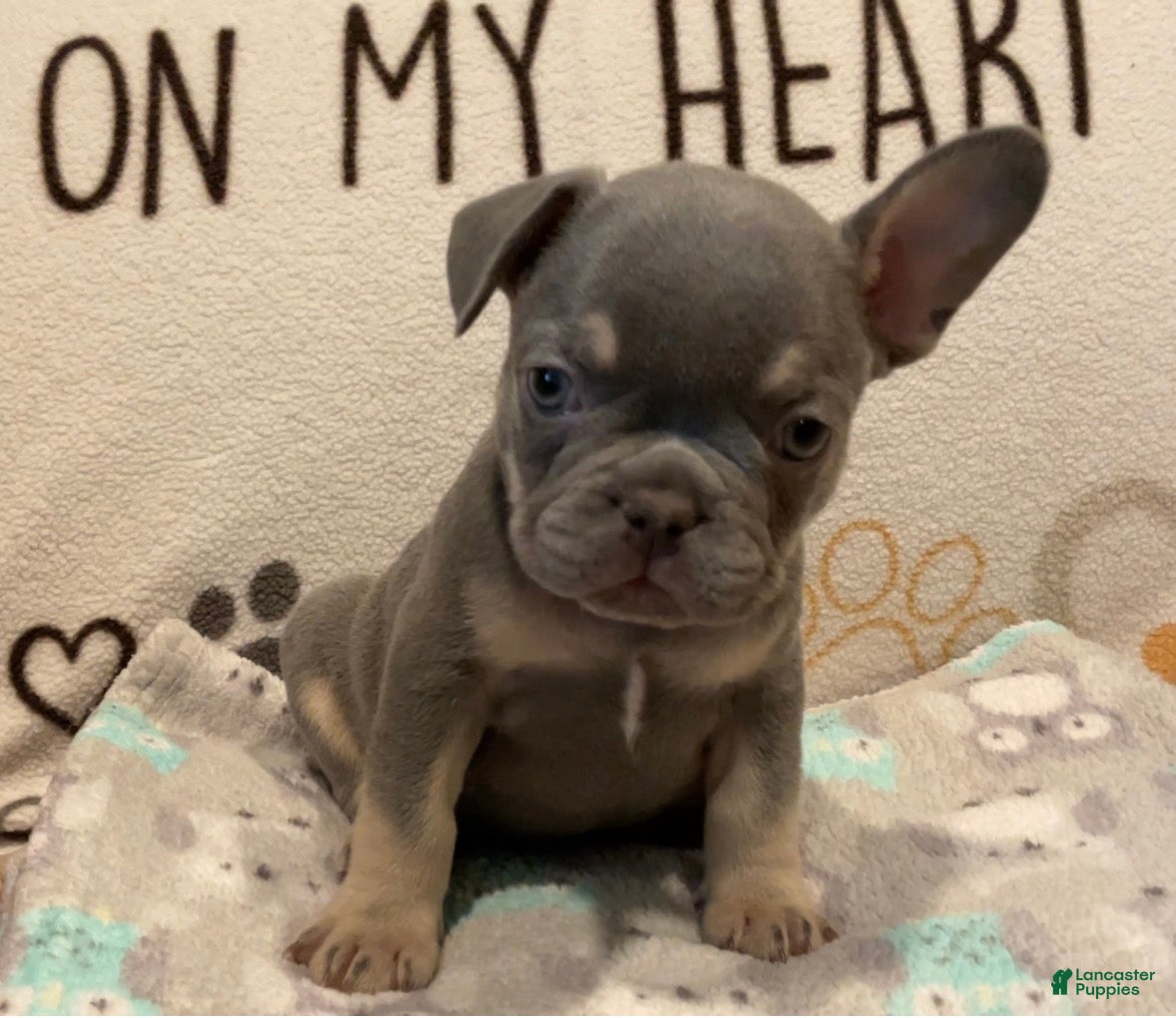 French Bulldog dogs French Bulldog Puppy 3 - Ad 19