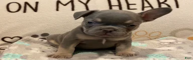 French Bulldog Puppy 3