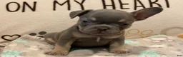 French Bulldog dogs for sale: French Bulldog Puppy 3 - Ad 1