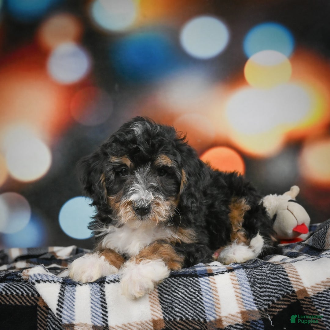 Mini Bernedoodle dogs for sale: Mia - Ad 4